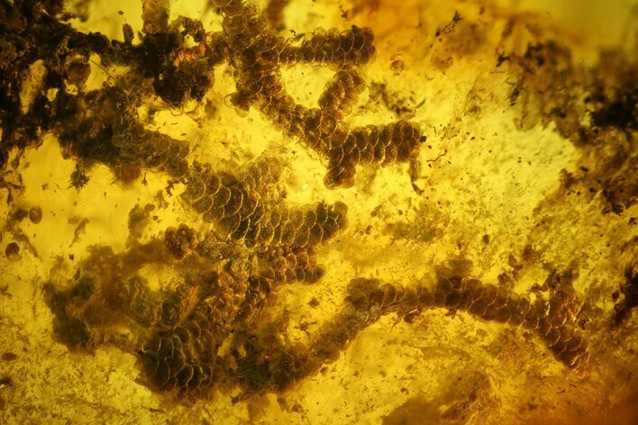 Detailed Fossil Liverwort (Bryophyta) In Baltic Amber #139023